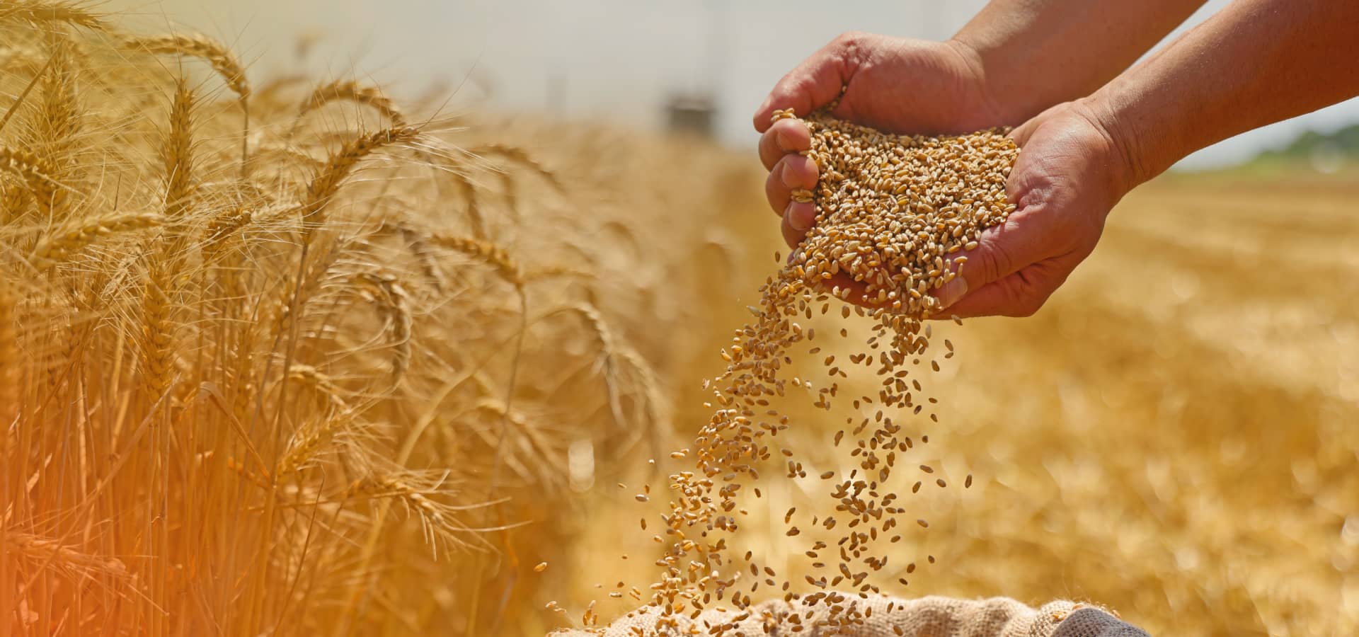 India's International Food Trade Company